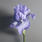 Creed Millésime Iris Debonair 100ml