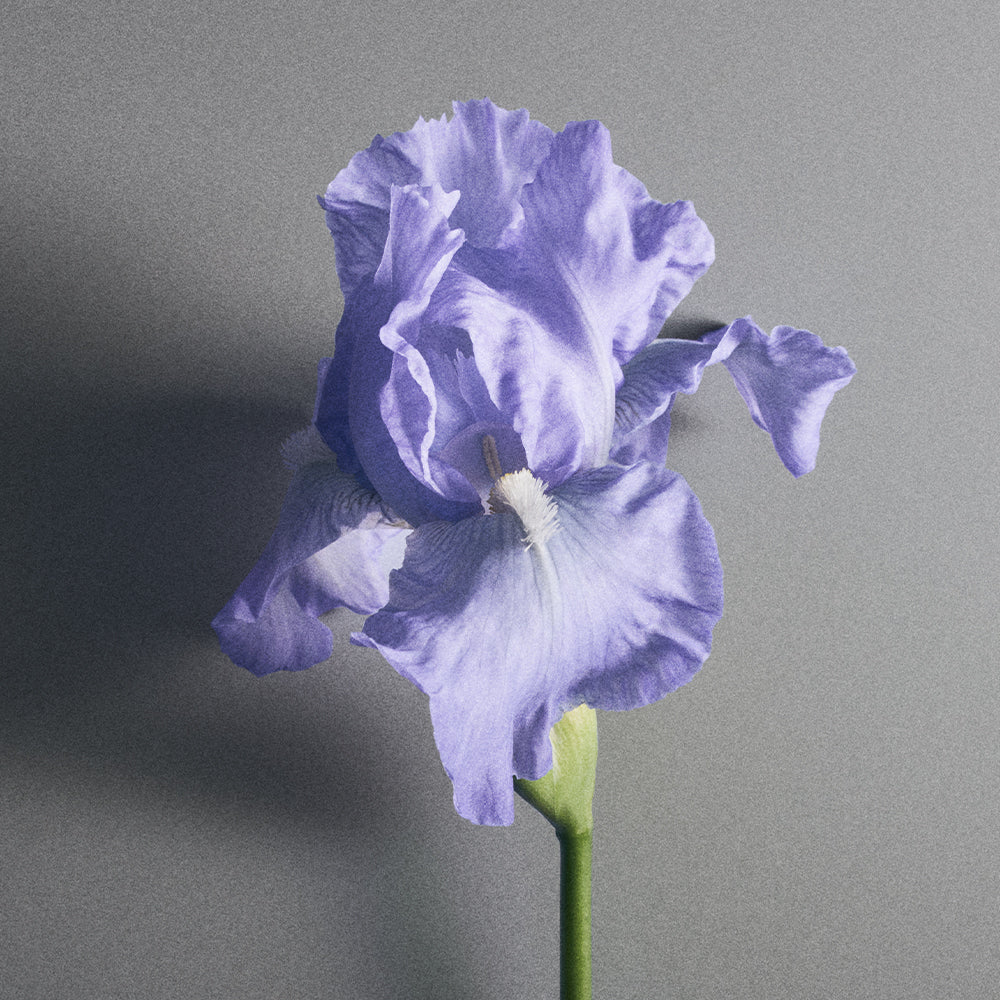 Creed Millésime Iris Debonair 100ml