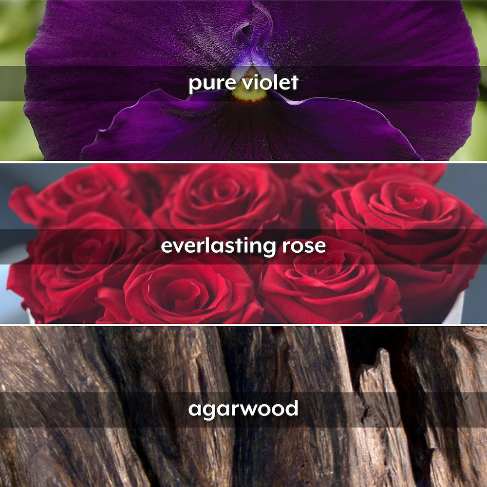 Shay Rose Eau de Parfum, 75ml